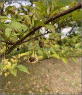 写真：実（10月はじめ）