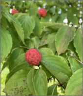 写真：実（9月上旬）