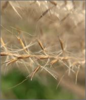 写真：穂の拡大