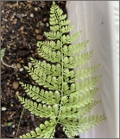 写真：葉（6月はじめ）