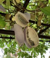 写真：実（10月はじめ）